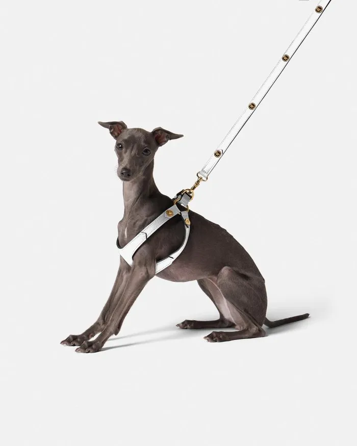 Icon Pet Harness White Home and Lifestyle Versace Pet Accessories