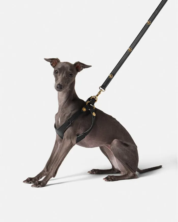 Icon Small Pet Leash Black Home and Lifestyle Versace Pet Accessories